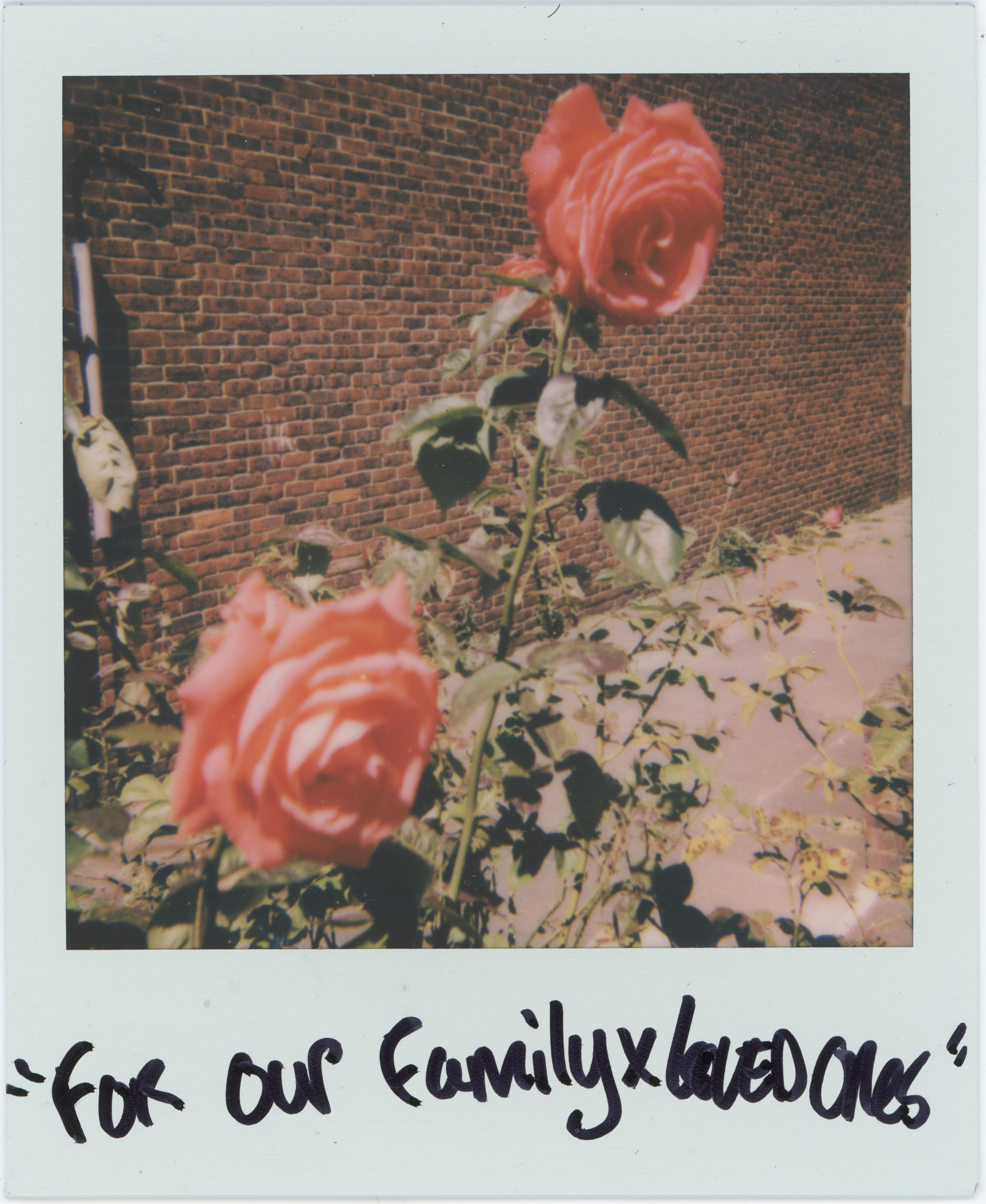 two red roses against a brick wall