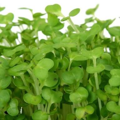 Cress
