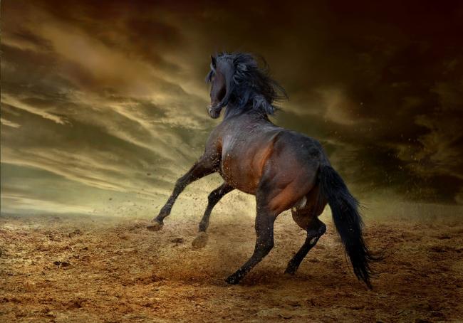 horse