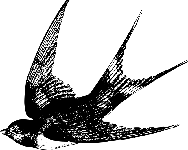 Swallow illustration