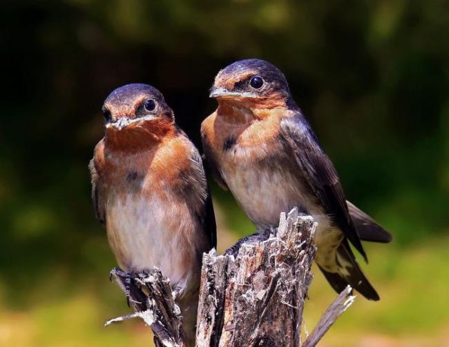 Swallows