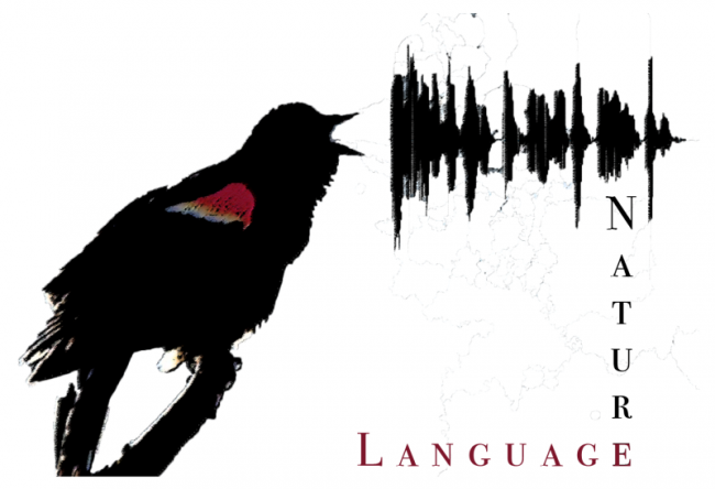 Bird voice conference logo