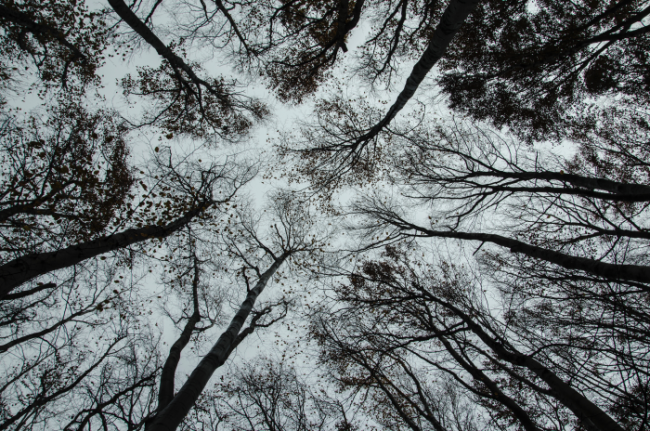 Photo looking up at trees